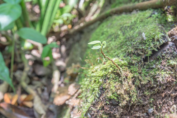 Fototapeta premium Plant growing in the rainforest.