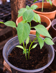 Basil Plant