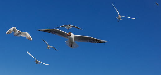 Black-headed gull