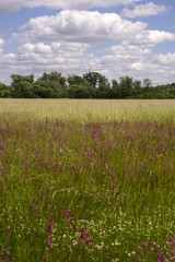 Разнотравье. Заливные луга.