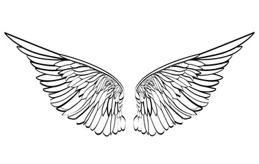 Wings. Vector illustration on white background. Black and white style 