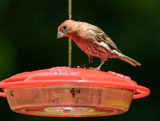 House Finch on Feeder