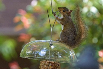 Squirrel chews feeder