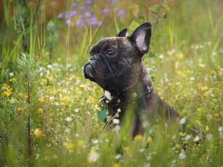 Funny dog. The bulldog's face in the pollen of plants. Tall grass, flowers