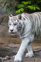 Portrait of white tiger