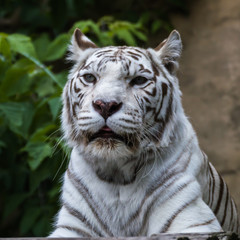 Portrait of white tiger