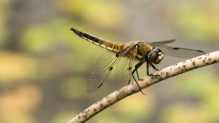 Libelle
