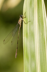 Libelle