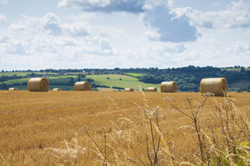 Fototapeta premium A glorious summers day walking by a bailed field