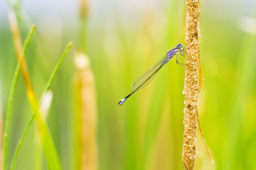 Libelle