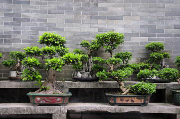 Potted bonsai trees on a stone bench within the six Banyan tree buddhist temple in Guangzhou China.