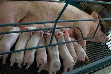 Granja de su&iacute;nos