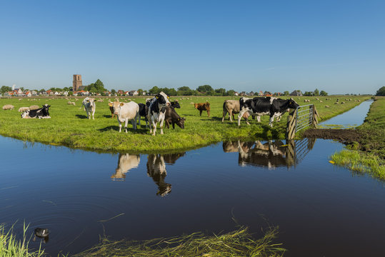 View on Ransdorp with Cows
