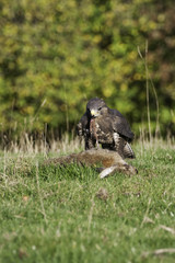 Buzzard and Rabbit