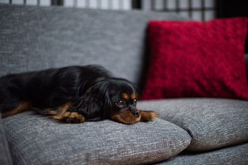 Adorable black and tan Cavalier King Charles Spaniel lying on a sofa with her chin down