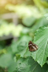 Brown beautiful butterfly on leaf in nature