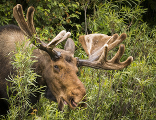 bull moose velvet antlers eating willow - 162761322