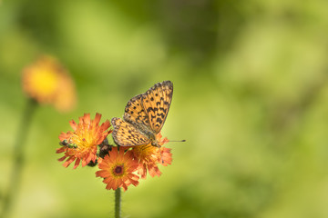 frittilary butterfly and orange flower