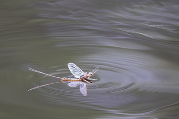 mayfly and ripple on still water - obrazy, fototapety, plakaty