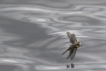 mayfly on smooth gray water - 162761350
