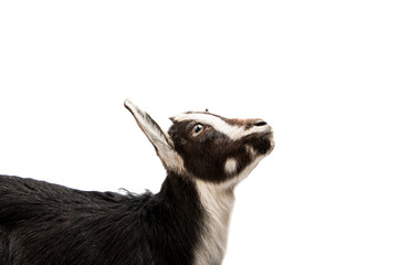 Black and white goat