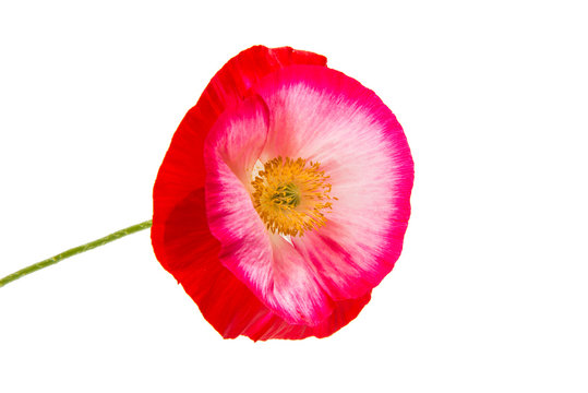 Red poppy isolated