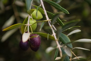 Close-up of olive on branch