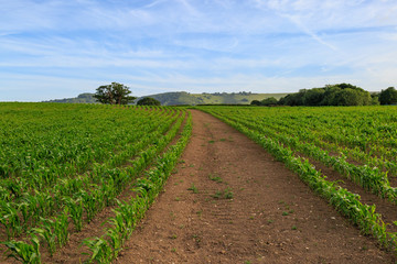 Fototapeta na wymiar Rows of Crops