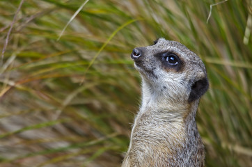 Portrait of a Meerkat