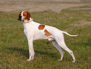 German shorthaired pointer dog