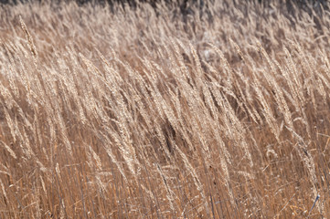 Fade grass ears on blurred background
