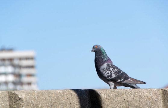 Feral,city or street pigeon