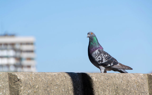 Feral,city or street pigeon