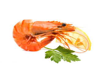 Boiled shrimp isolated