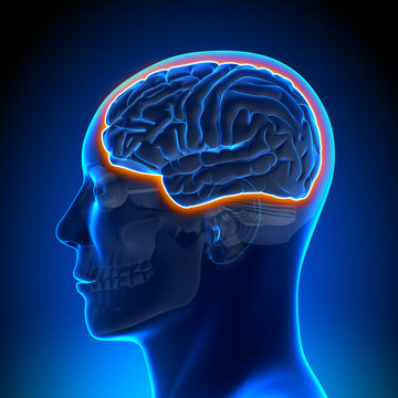 Blood Brain Barrier Male Head Anatomy Medical Scan