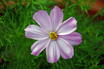 Flower of cosmos