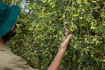 Agriculteur vérifiant un arbre d& 39 olivier