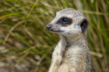 Close up of a Meerkat