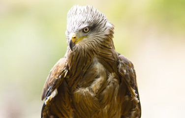 aquila delle steppe
