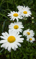 Fototapeta premium Chamomile flowers