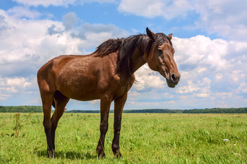 Beautiful horse grazing in a meadow 
