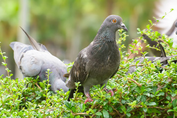 The pigeon standing on the tree in a nature background.