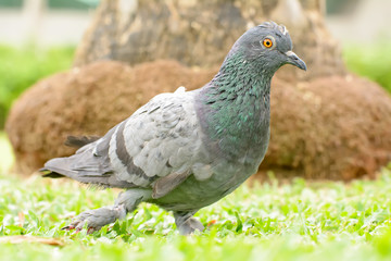 Pigeon is leg broken. It is disabled animals.