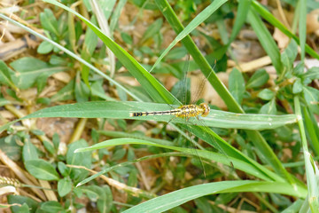The dragonfly island on a leaf on a nature background.