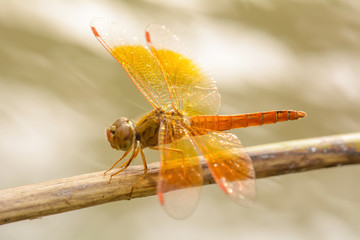 The dragonfly island on a tree branch on a nature background.