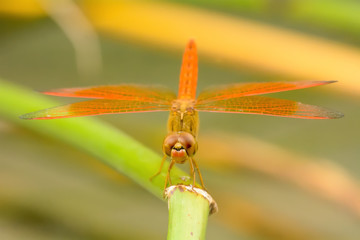 The dragonfly island on a tree branch on a nature background.