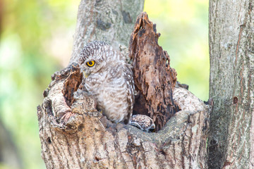 Close up of spotted owlet or athene brama bird.