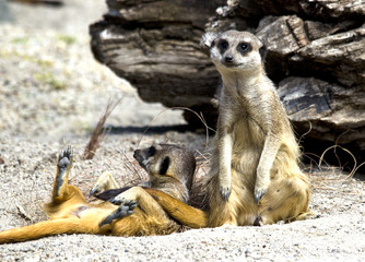 Fototapeta premium Meerkats Lazing in the Sun