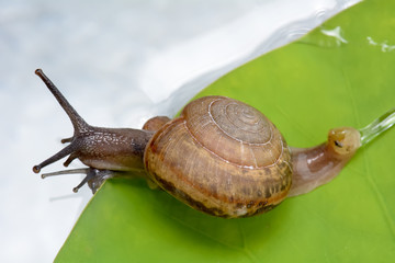 The snail is on the leaf in a pond.