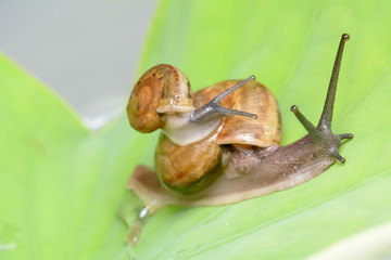 The snail is on the leaf in a pond.